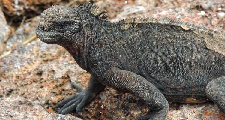 L'iguane marin se repose sur une roche volcanique montrant ses écailles texturées
