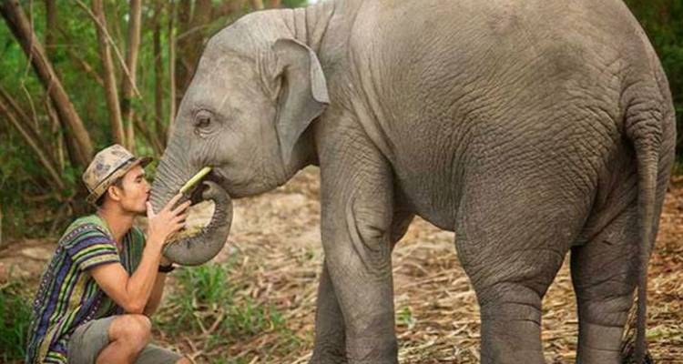 Un hombre alimenta a un elefante joven y amigable en un santuario forestal exuberante.