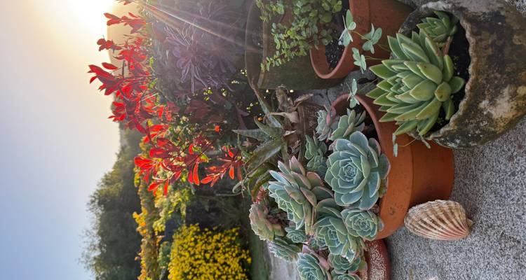 Des pots de plantes grasses vibrantes et de feuillage rouge baignés dans la lumière dorée et douce du soleil.