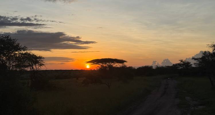 Serengeti-Feldweg, der sich unter Schirmakazien einem orangefarbenen Sonnenuntergang entgegenzieht.