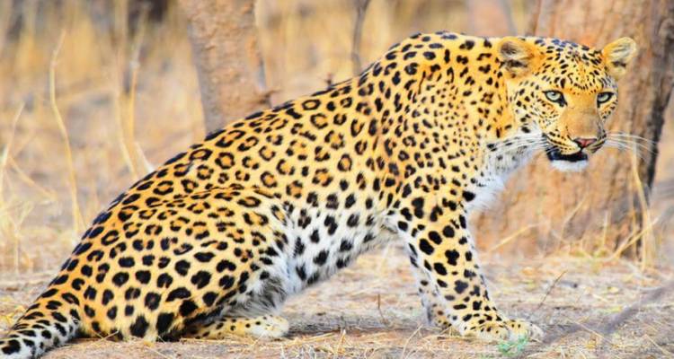 Warnung wildes Leopardentier, das auf dem Waldboden hockt, mit leuchtendem goldenem Fell und intensivem Blick.