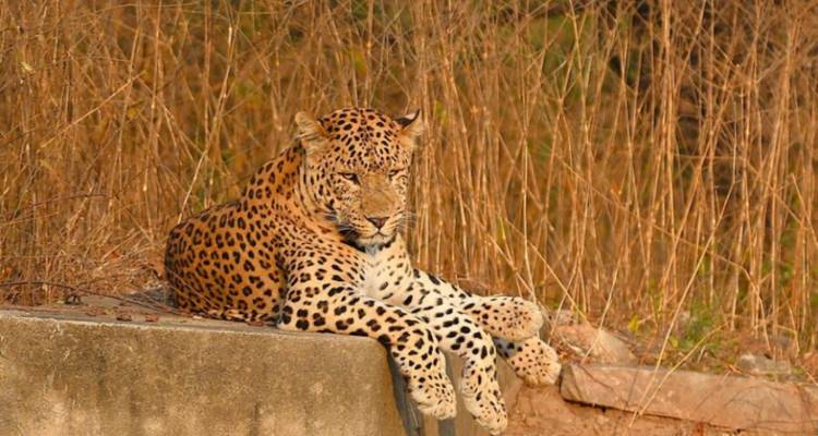 Leopard, der faul auf einem Betonsims ruht, mit Pfoten, die über die Kante hängen, vor einem trockenen Buschwerk-Hintergrund.