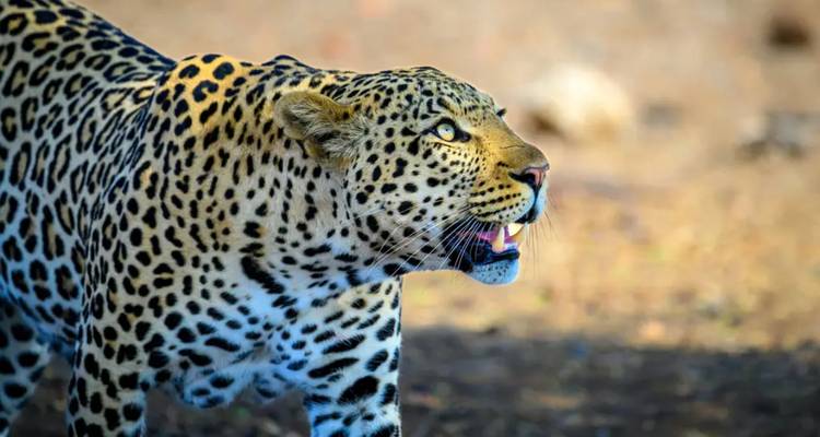Nahaufnahme eines Leopardenkopfes, der nach oben gewandt ist, mit leicht geöffnetem Maul, das Zähne zeigt, beleuchtet von weichem Waldlicht.