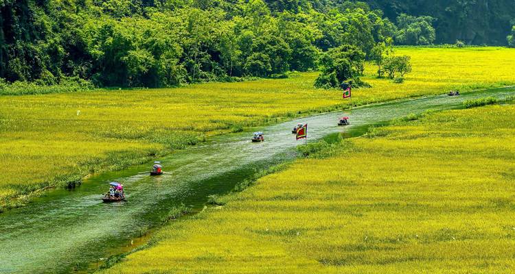 Des bateaux glissant le long d'une voie navigable étroite qui traverse les champs de riz dorés de Tam Coc, Ninh Binh.