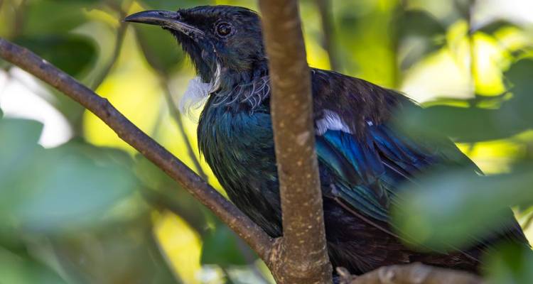 Gros plan d'un oiseau tui perché parmi un feuillage vert luxuriant, montrant des plumes bleu-vert iridescentes.