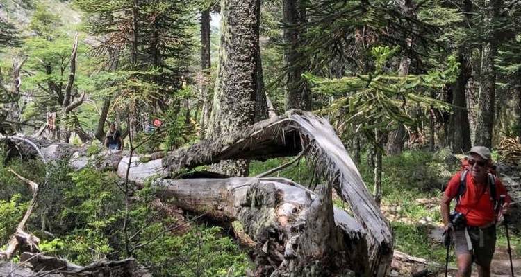 Les randonneurs se déplacent dans une dense forêt tempérée parsemée d'énormes arbres tombés et d'une végétation luxuriante.