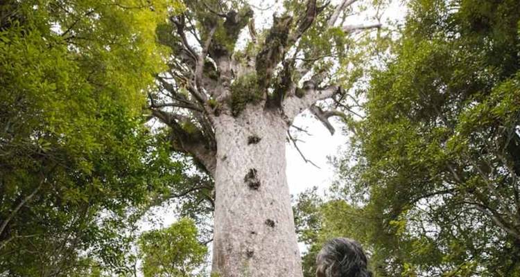 Un visiteur contemple un immense kauri ancien entouré d'une forêt luxuriante.