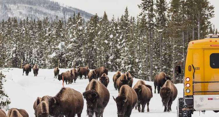 Un troupeau de bisons marche sur une route enneigée à côté d'un véhicule de tourisme jaune au milieu d'une forêt hivernale.
