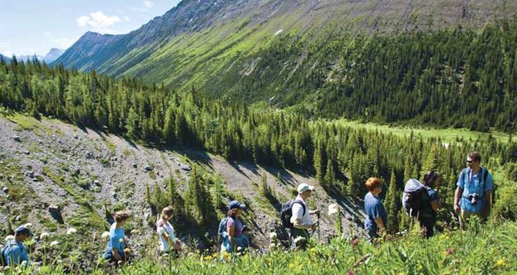 Fila de excursionistas cruzando una pendiente alpina exuberante y verde con pinos y escombros rocosos