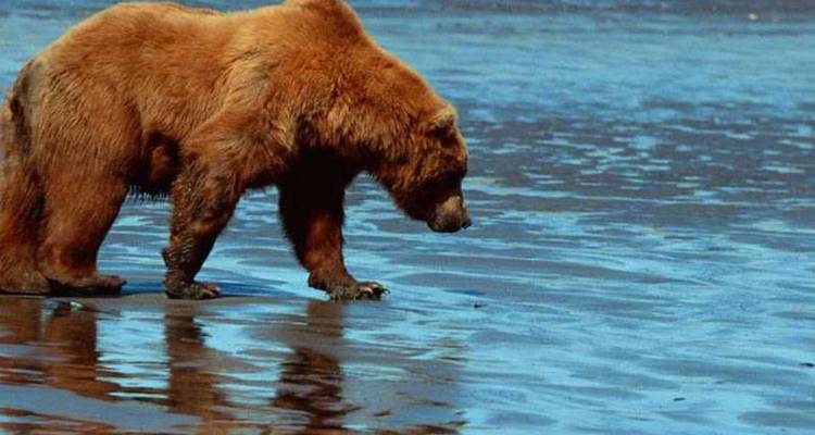 Un ours brun solitaire marche le long d'une zone intertidale réfléchissante sous une lumière douce.