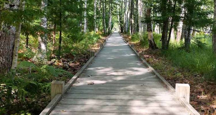 Une longue passerelle en bois s'étire à travers une forêt mixte dense avec une lumière du soleil tachetée sur les planches