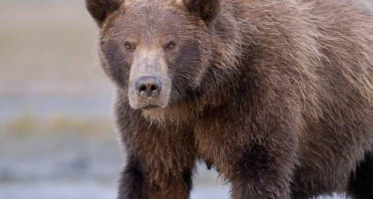 Un ours brun se tient vigilant sur la berge d'une rivière, son pelage brillant à la lumière douce.