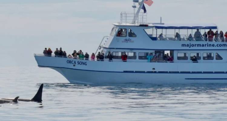 Un bateau de visite touristique rempli de passagers observe une orque qui nage dans les eaux calmes de l'océan.