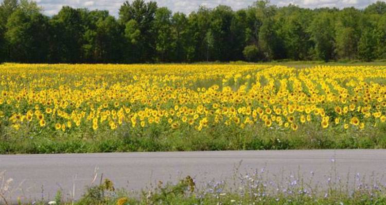 Een uitgestrekt veld vol felbgele zonnebloemen die zich uitstrekken tot aan de boomrand.