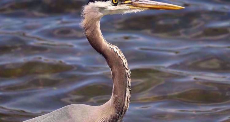 Gros plan de profil d'un grand héron bleu se tenant dans une eau ondulante