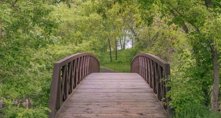 Passerelle en bois menant à la végétation verte dense d'un parc par une belle journée