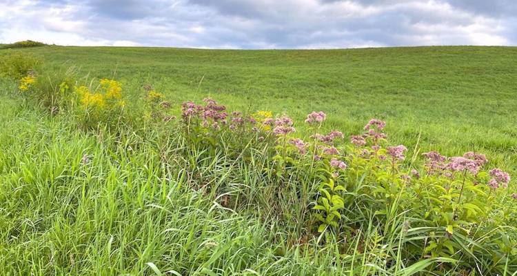 Les fleurs sauvages fleurissent dans l'herbe verte et haute sous un ciel nuageux sur des terres agricoles vallonnées.
