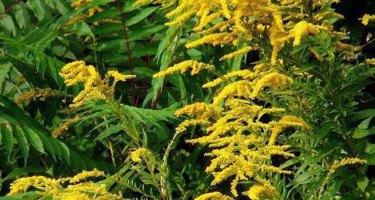 Gros plan de fleurs de verge d'or jaune vif sur un feuillage vert foncé.