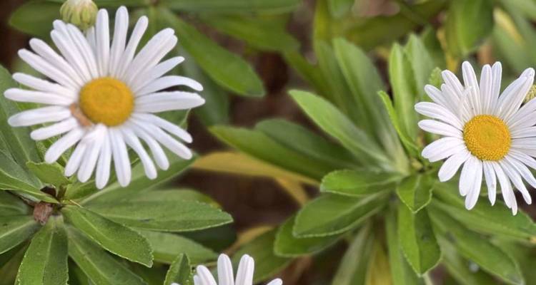 Gros plan de fleurs blanches ressemblant à des marguerites avec des centres jaune vif et des feuilles vertes.