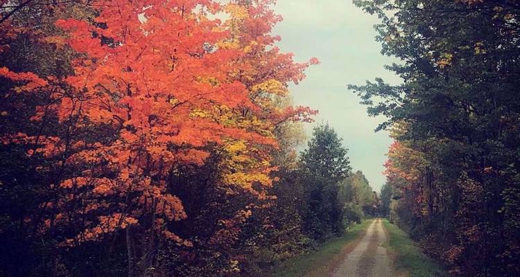 Un sentier de gravier bordé d'arbres brille avec des feuilles d'automne orange vif sous un ciel nuageux.