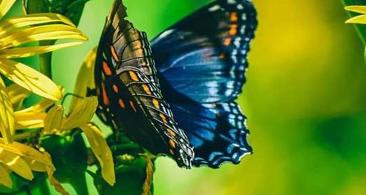 Close-up van een blauwe en oranje vlinder die op gele bloemen zit met een groene onscherpe achtergrond