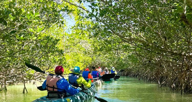 Met groepen peddelen in kano's door smalle mangrovtunnels in helder groen water