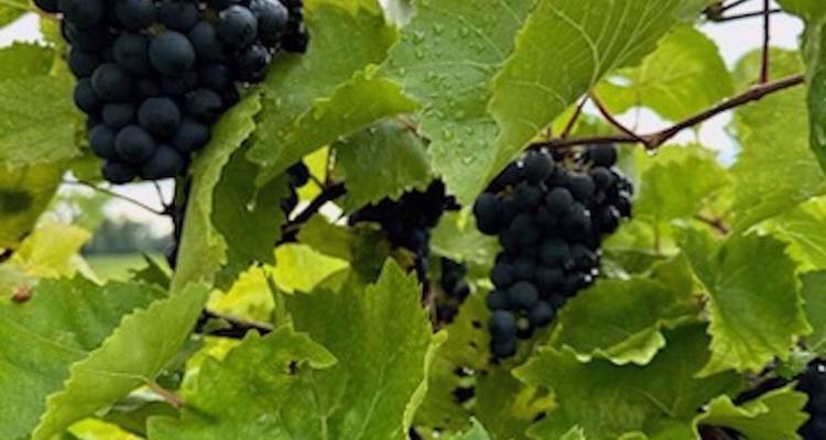 Des grappes de raisins pourpre foncé pendent sous des feuilles vertes couvertes de rosée dans un vignoble