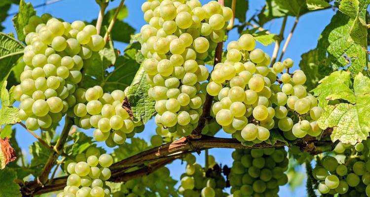 Grappe de raisins de vin vert suspendus à la vigne sur un ciel bleu dégagé.