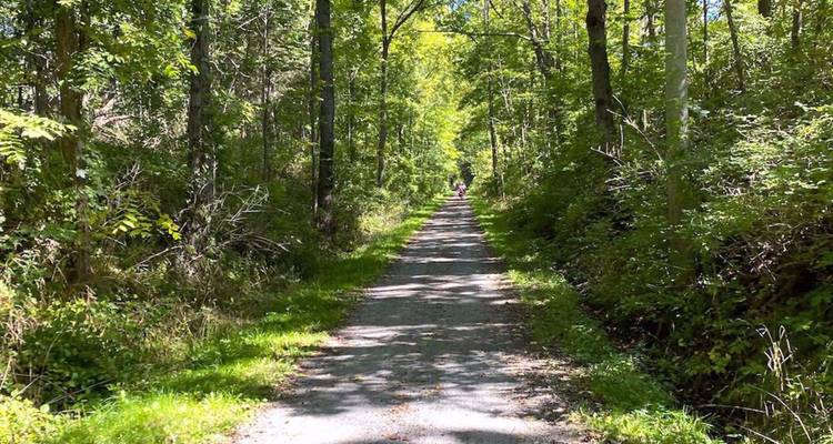 Un cycliste roule sur un sentier en tunnel d'arbres ombragés parsemé de taches de lumière du soleil.
