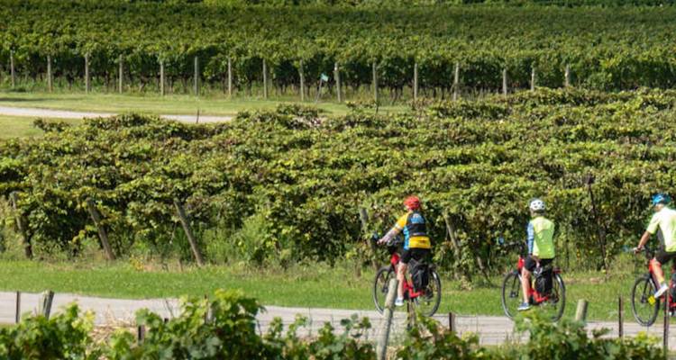 Les cyclistes passent devant de longues rangées de vignes dans un vignoble ensoleillé.