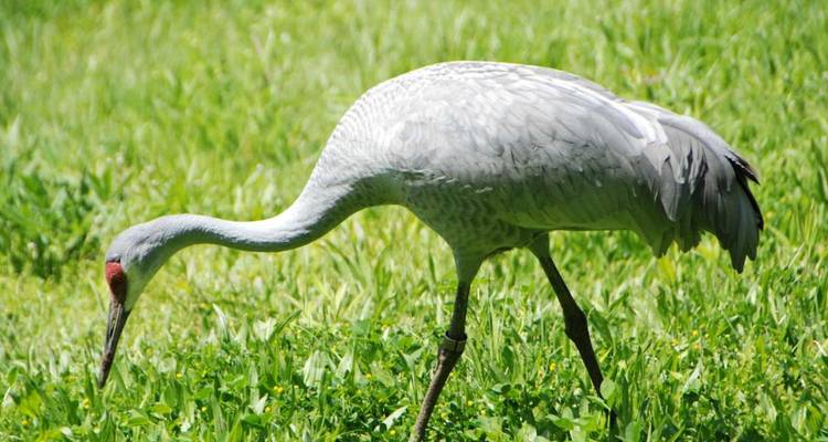 Zandkraanvogel zoekt naar voedsel in weelderig groen gras onder de felle zon.