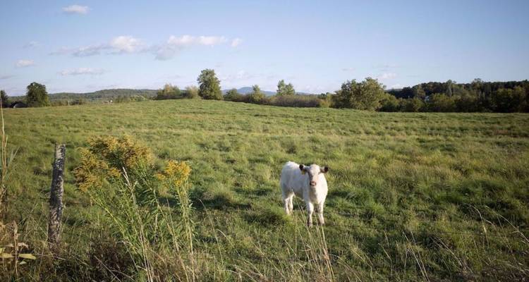 Une chèvre blanche solitaire se tenant dans un pâturage herbeux ouvert par une journée ensoleillée
