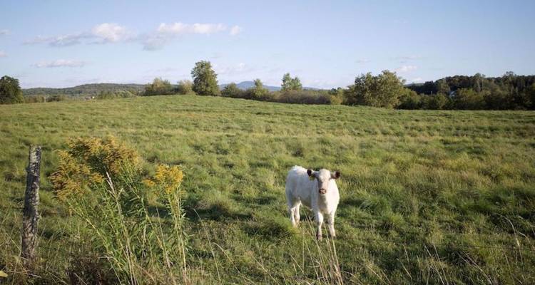 Une vache blanche solitaire se tient dans un vaste pâturage herbeux avec des arbres lointains et un ciel bleu.