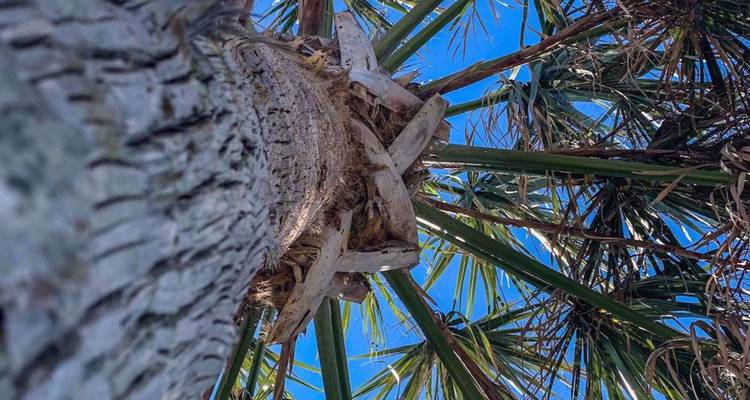 Opwaarts perspectief van een palmboomstam en bladeren tegen een helder blauwe lucht.