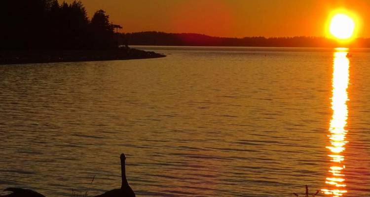 Le soleil orange éclatant se couche sur une baie calme avec la silhouette du littoral et d'un oiseau.