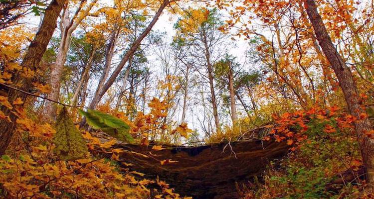 Kleurrijke herfstbos bladerdak met rotsachtige uitsteeksel van onderaf bekeken