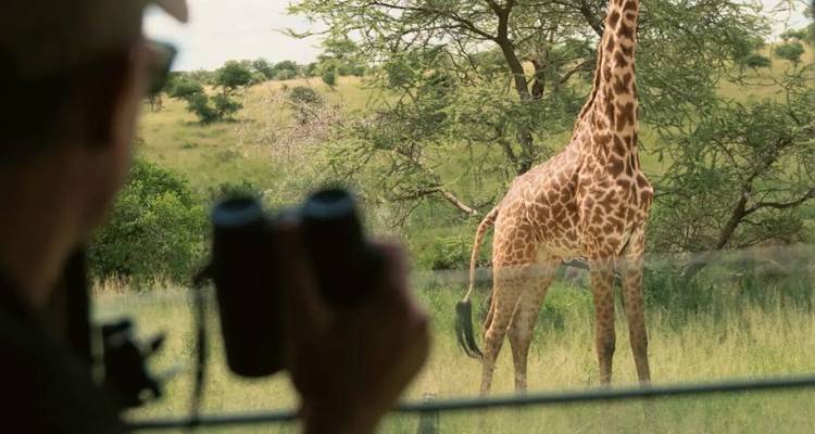 Un pasajero de safari observa una jirafa pastando a través de la ventana del vehículo y binoculares.