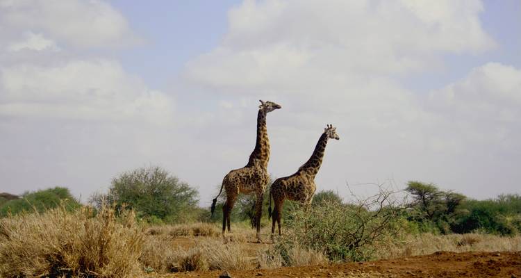 Zwei Giraffen, die sich aufrecht in einer offenen, trockenen Savannenlandschaft erheben.