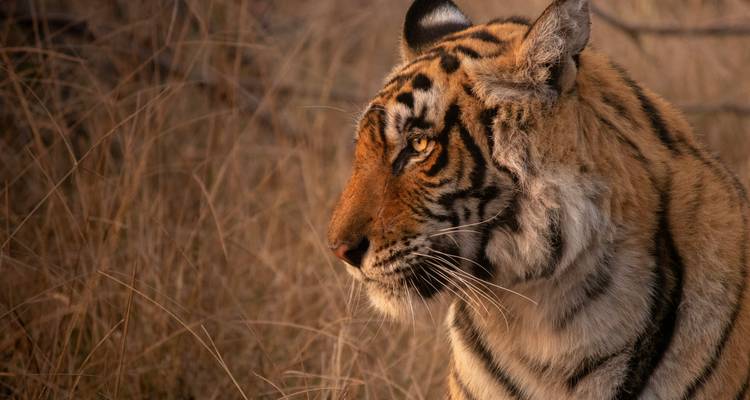 Nahaufnahme des Profils eines Bengaltigers in goldenen Graslandschaften, beleuchtet von warmem Licht.