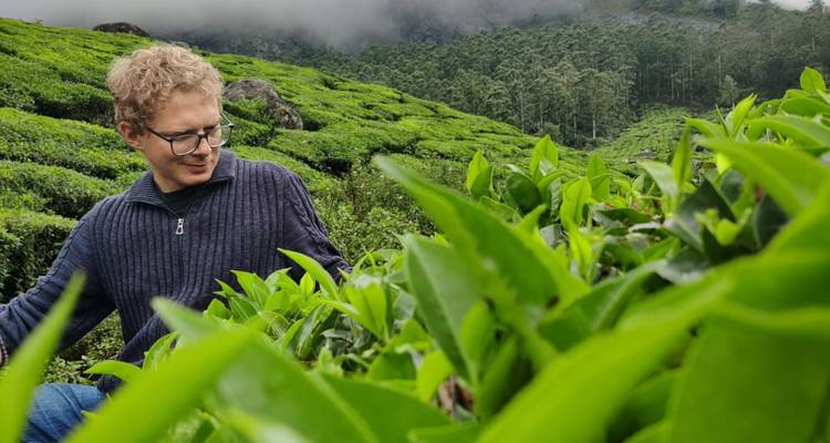 Reisender untersucht üppige grüne Teebüsche auf einer nebelverhangenen Hügelplantage.