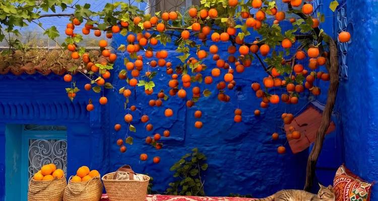 Levendige oranje boom tegen een felblauwe muur met een kat die lui op een gemusterde bank ligt in Chefchaouen.