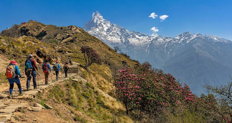 Excursionistas caminando por un sendero de piedra bordeado de rododendros hacia la cumbre nevada del Machhapuchhre.