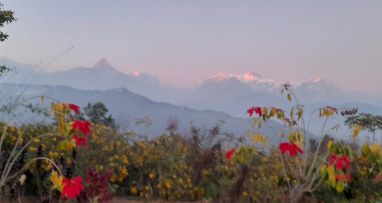 Des fleurs floues au premier plan avec la chaîne de l'Himalaya estompée au crépuscule.