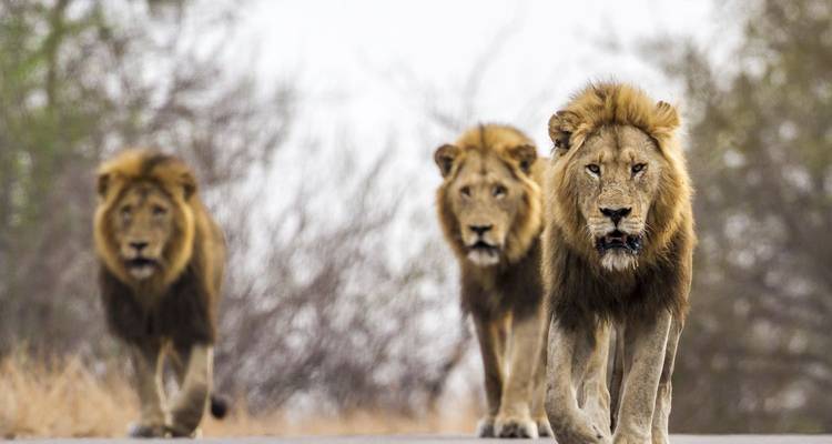 Trois lions mâles avancent avec détermination le long d'une route du parc.