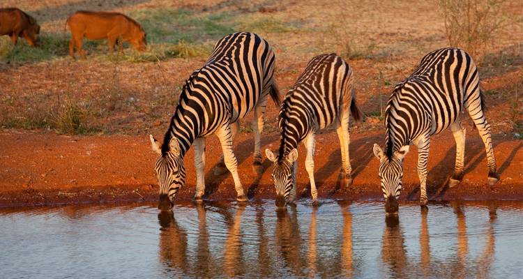 Trois zèbres s'abreuvant à un point d'eau à terre rouge à l'aube.