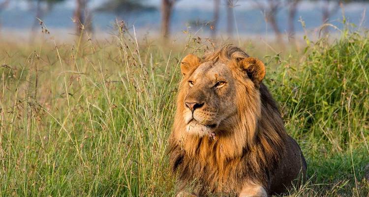 Majestic león macho descansa en el pasto verde y alto, atento e iluminado por la cálida luz del sol matutino.