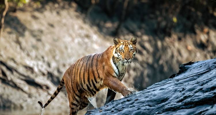 Un tigre du Bengale grimpant sur une berge de rivière boueuse à la lumière tachetée de la jungle