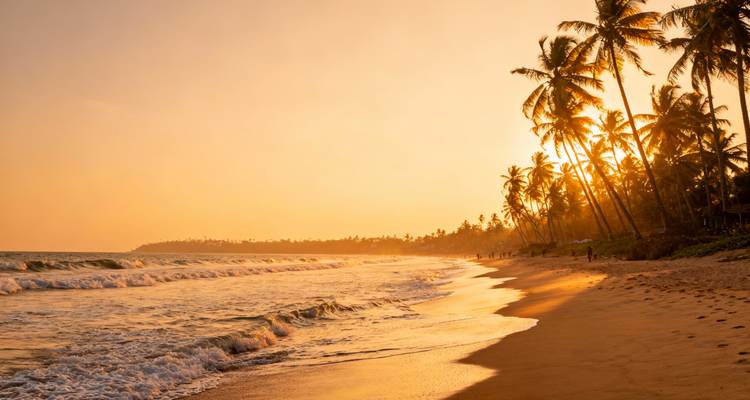 Sanfte Wellen rollen auf einen von Palmen gesäumten Strand, der in goldenem Sonnenuntergangslicht gebadet ist.