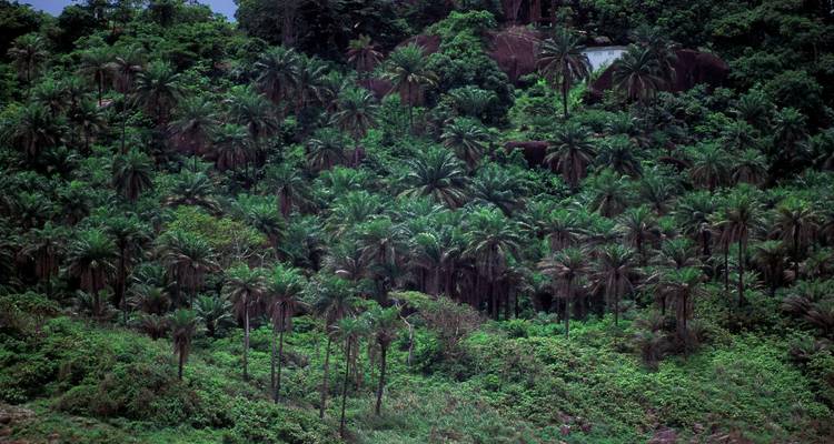 Denso bosque tropical verde con altos árboles de palma cubriendo una ladera.