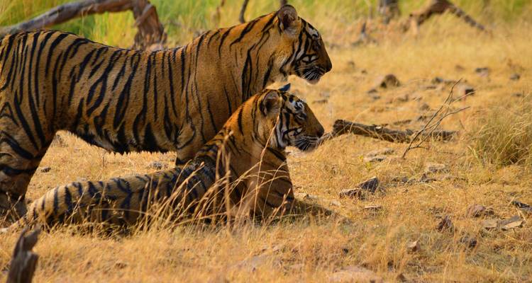 Zwei Bengal-Tiger, einer liegend und einer wachsam, ruhen sich im goldenen Gras eines trockenen Waldes aus.